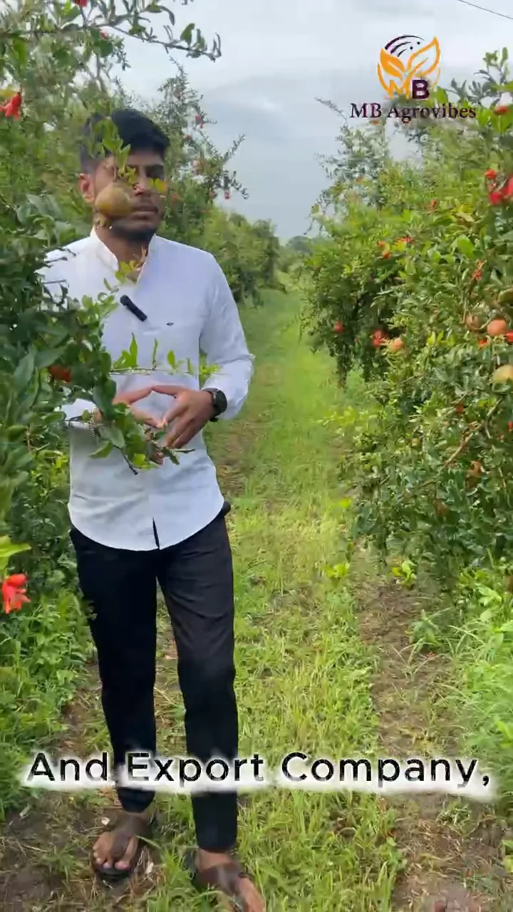 MB Agrovibes founder Manish Pralhad Bagul in a pomegranate orchard