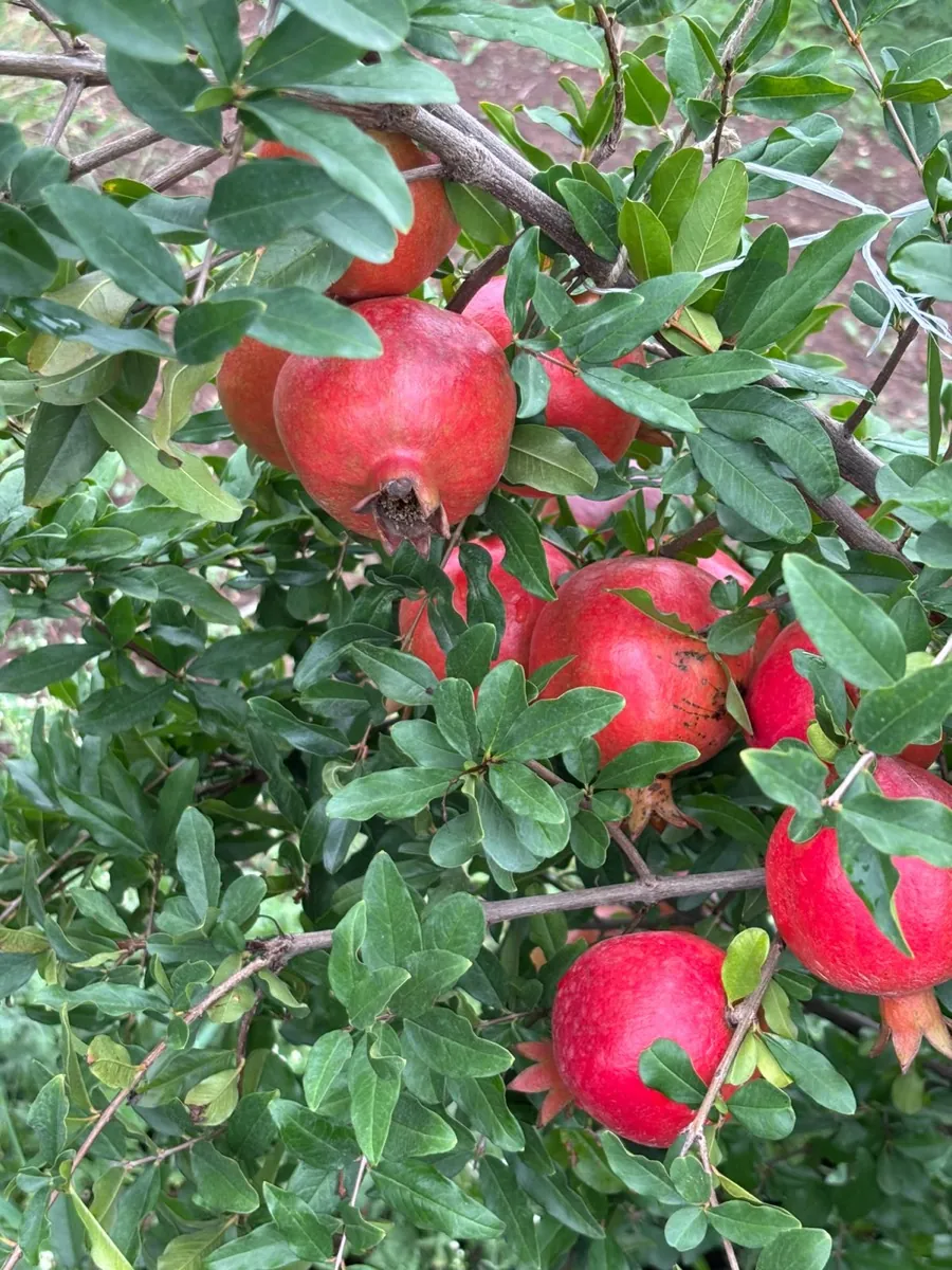Ripe pomegranates ripening on the tree