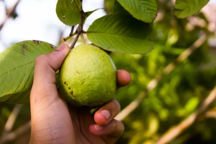 Fresh green guava on the tree